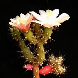 Salmonopuntia salmiana KBA3B Berotorán 626m. alt. Córdoba, Argentina   ÉPUISÉ - OUT of STOCK - AGOTADO